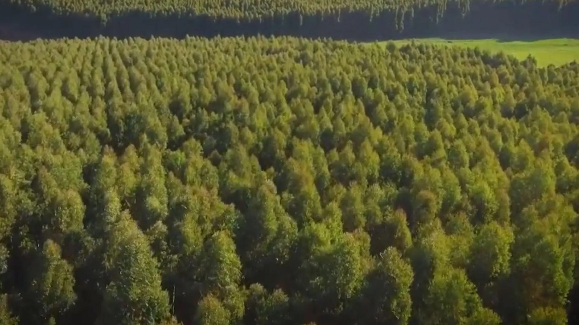 Aerial view of a planted forest
